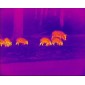 VISION THERMIQUE / NOCTURNE